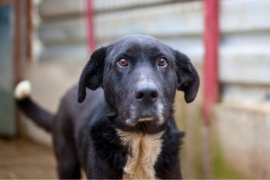 Kibito schaut neugierig in die Kamera