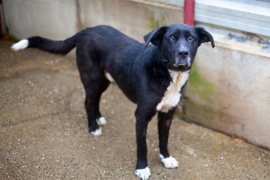 Kibito schaut neugierig in die Kamera
