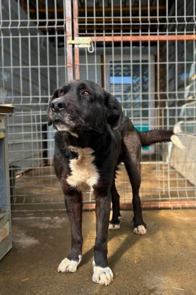 Kibito schaut neugierig in die Kamera