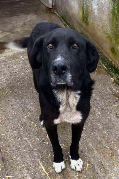 Kibito schaut neugierig in die Kamera