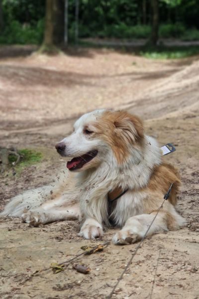 Rüde Marley liegt im Wald