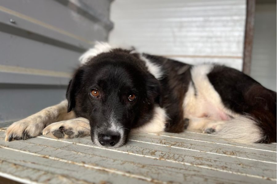 Der schwarz-weiße Rüde Minosch schaut in die Kamera.