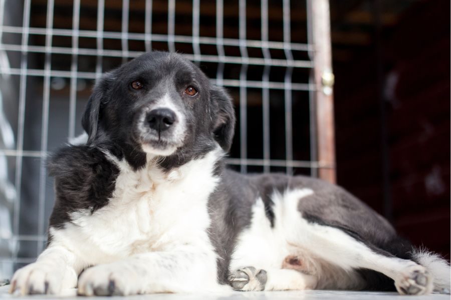 Der schwarz-weiße Rüde Minosch schaut in die Kamera.
