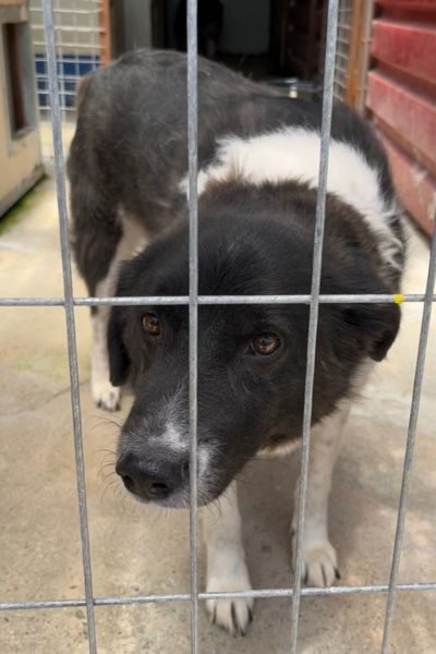 Der schwarz-weiße Rüde Minosch schaut in die Kamera.