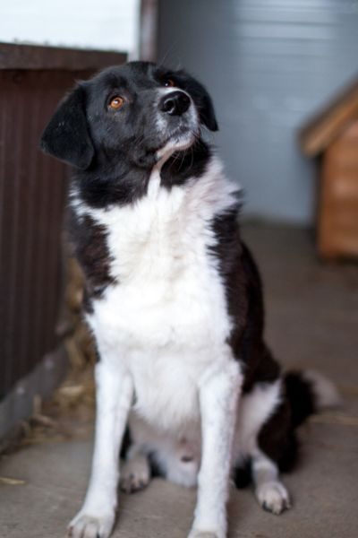 Der schwarz-weiße Rüde Minosch schaut in die Kamera.