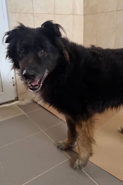ruede-mit-flauschigen-ohren-adoptieren-bodhi-hunderettung-europa