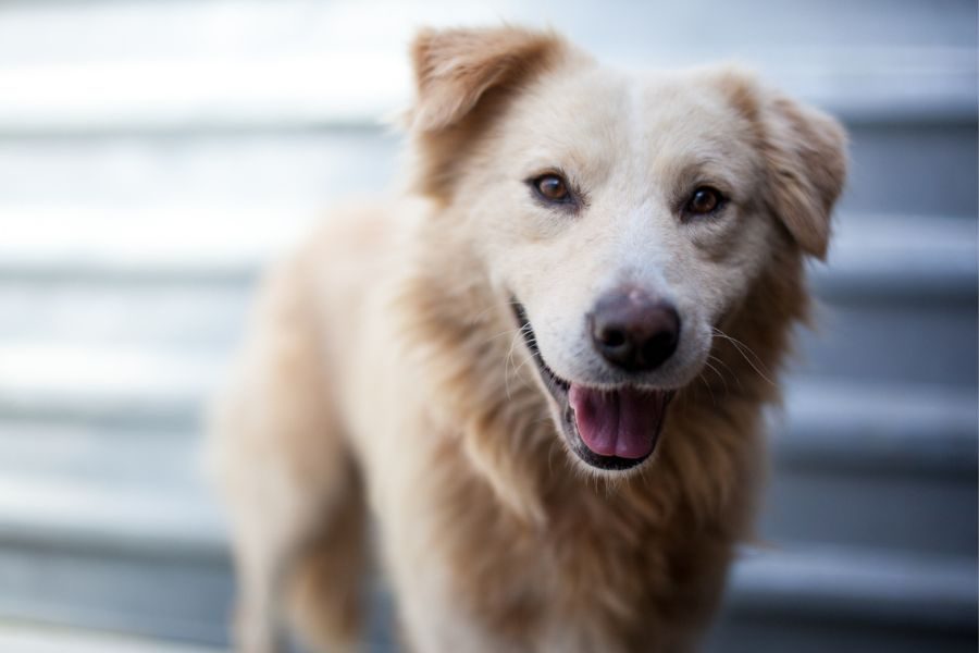 Rüde Nubi sieht freundlich in die Kamera.