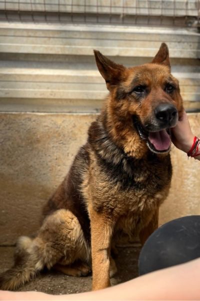 Rüde Ole dreht sich neugierig zur Kamera um.