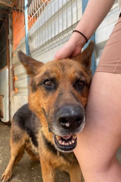 Rüde Ole dreht sich neugierig zur Kamera um.