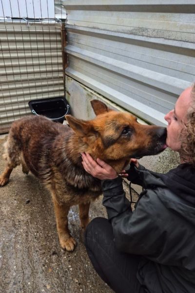 Rüde Ole dreht sich neugierig zur Kamera um.