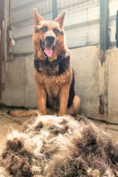 Rüde Ole dreht sich neugierig zur Kamera um.
