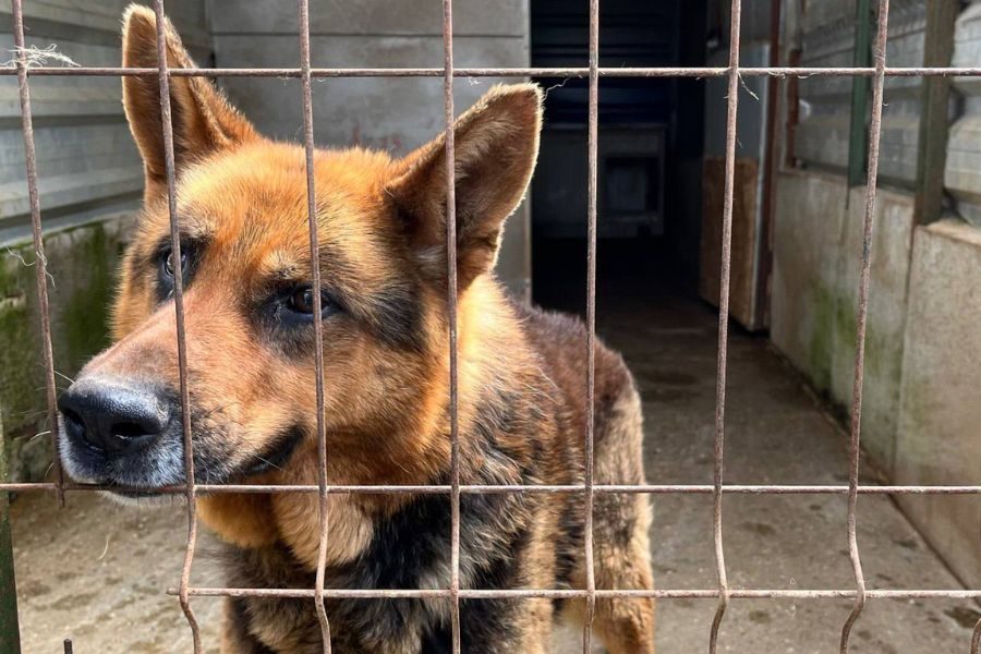 Rüde Ole dreht sich neugierig zur Kamera um.