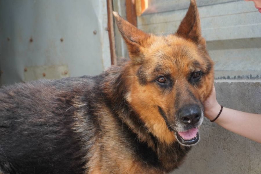 Rüde Ole dreht sich neugierig zur Kamera um.