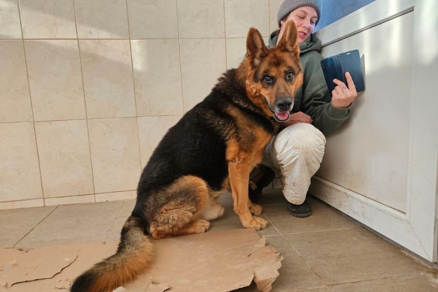 Rüde Ole dreht sich neugierig zur Kamera um.