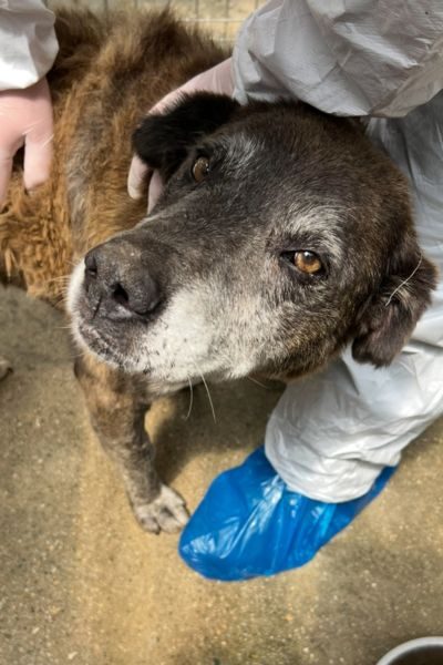 Der braune, große Senior Pepsi in seinem Zwinger.