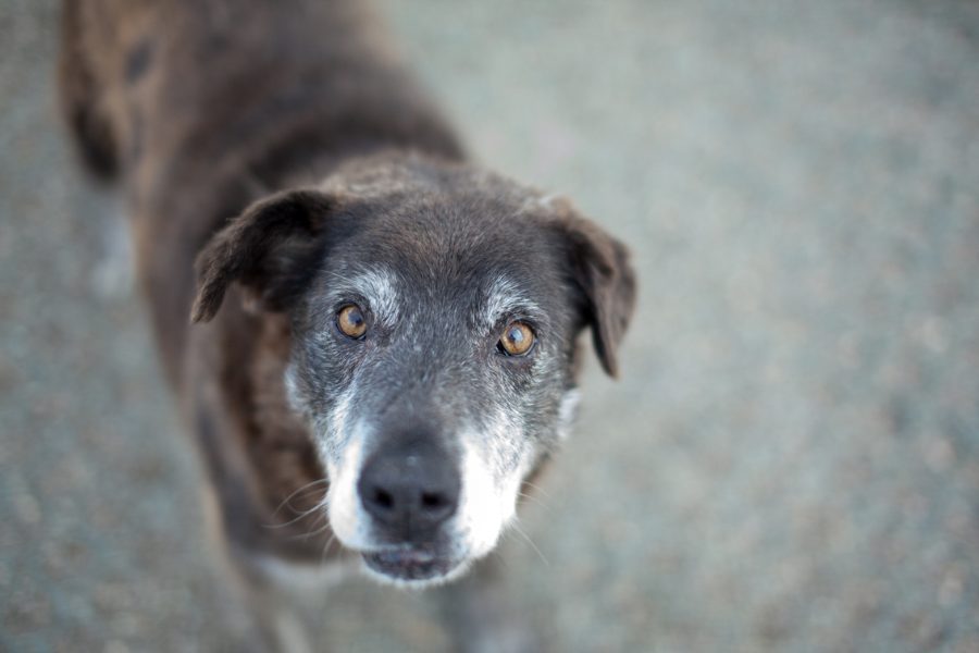 Der braune, mittelgroße Senior Pepsi in seinem Zwinger.