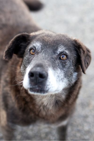 Der braune, mittelgroße Senior Pepsi in seinem Zwinger.