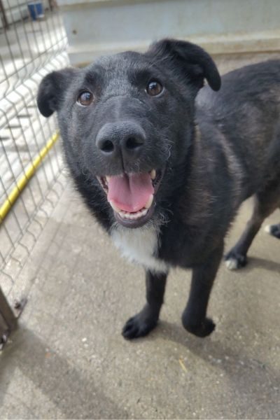 Der schwarze Rüde Pero schaut in die Kamera.