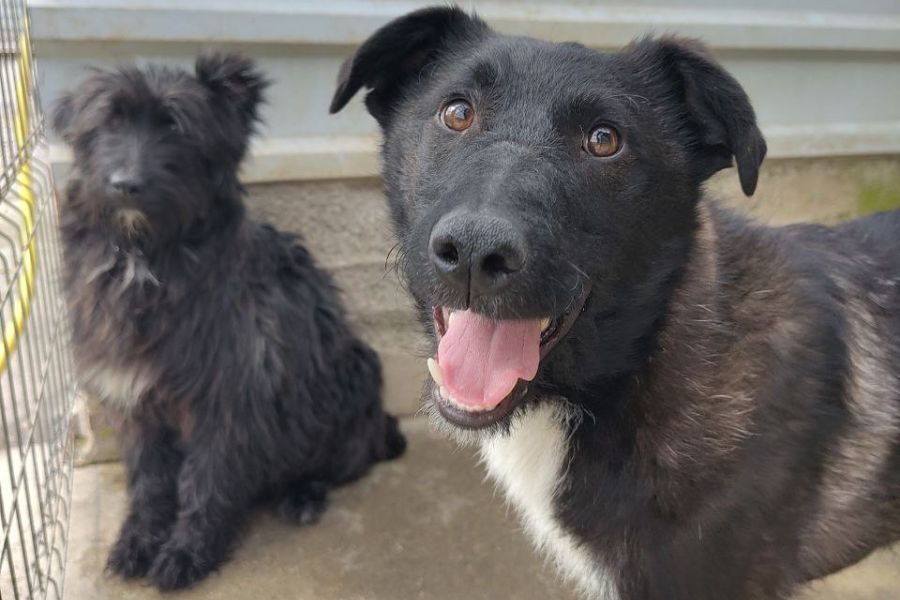 Der schwarze Rüde Pero schaut in die Kamera.