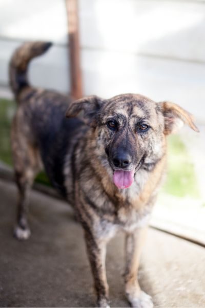 Fellnase Riad schaut in die Kamera.