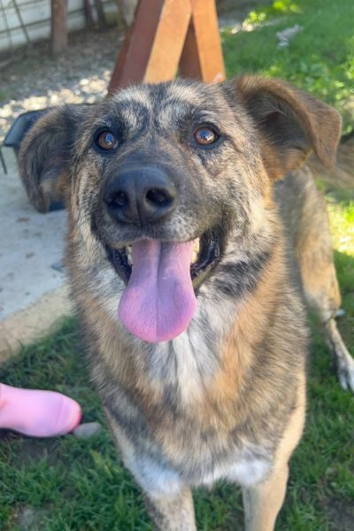 Rüde Riad lächelt in die Kamera.