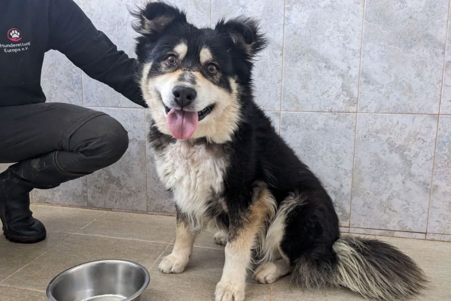 Rüde Roderick blickt neugierig in die Kamera.