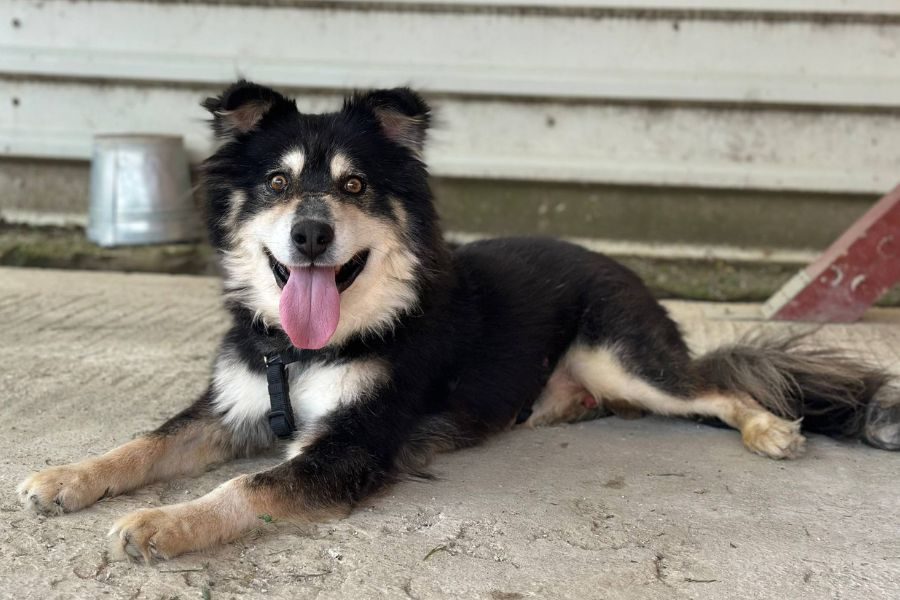 Rüde Roderick blickt neugierig in die Kamera.