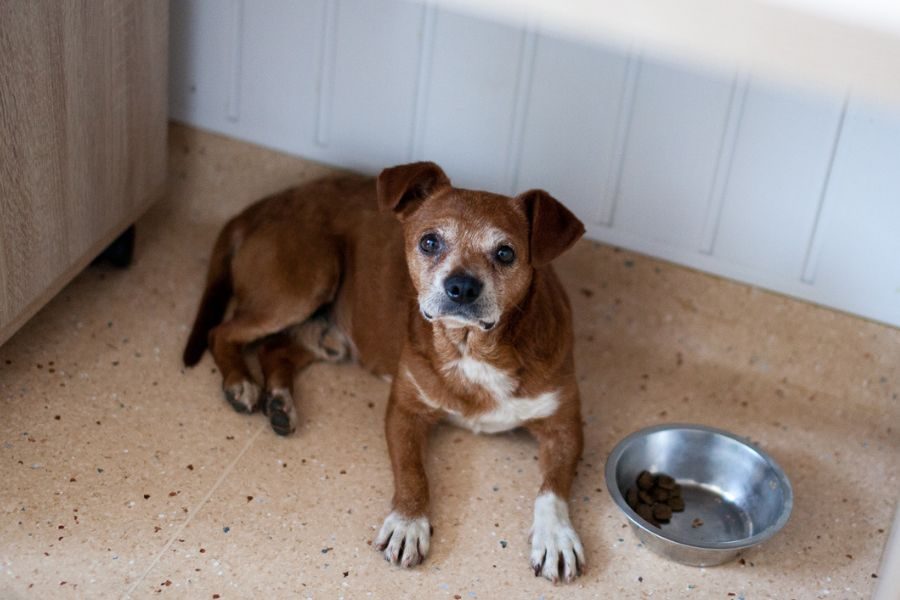 Der braune Rüde Sancho liegt auf dem Boden und schaut in die Kamera.