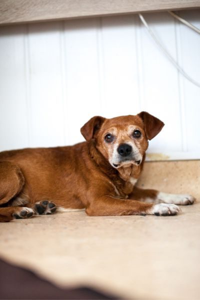 Der braune Rüde Sancho liegt auf dem Boden und schaut in die Kamera.