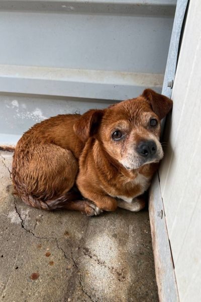 Der braune Rüde Sancho liegt auf dem Boden und schaut in die Kamera.