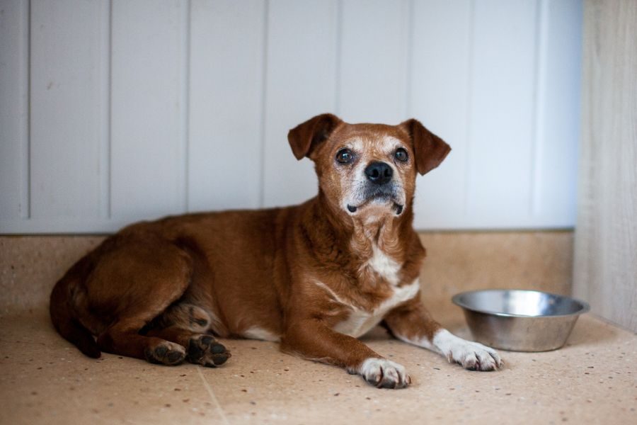 Der braune Rüde Sancho liegt auf dem Boden und schaut in die Kamera.