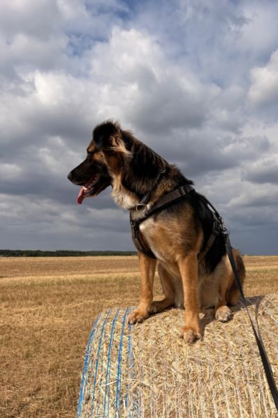 Rüde Simba sitzt auf einem Heuballen