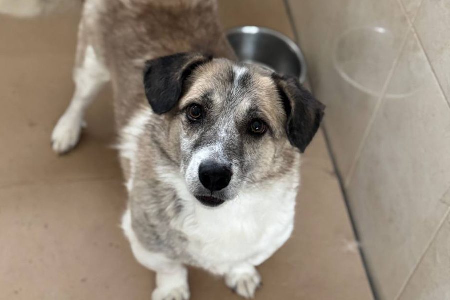 Ennio steht in seinem Shelter und schaut von unten in die Kamera.