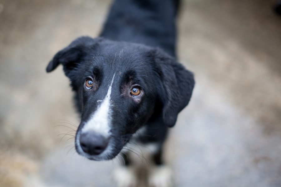 Eine Nahaufnahme des schwarz-weißen Rüden Harry