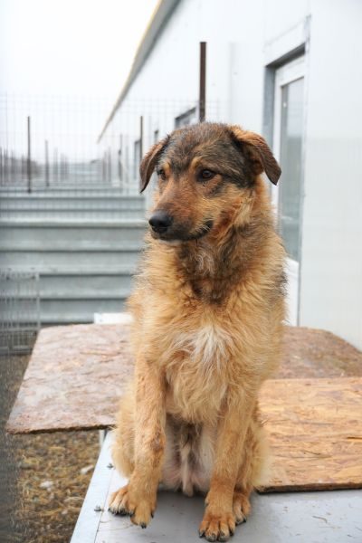 Der braune Rüde Taco schaut in die Kamera.