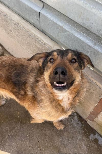 Der braune Rüde Taco schaut in die Kamera.