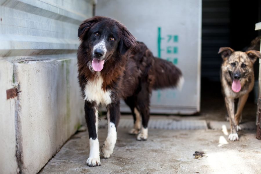 Thursday ist ein wunderschöner schwarz-weißer Rüde.