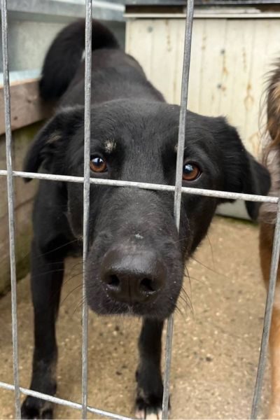 Schwarzer Hund Torte schaut in die Kamera.