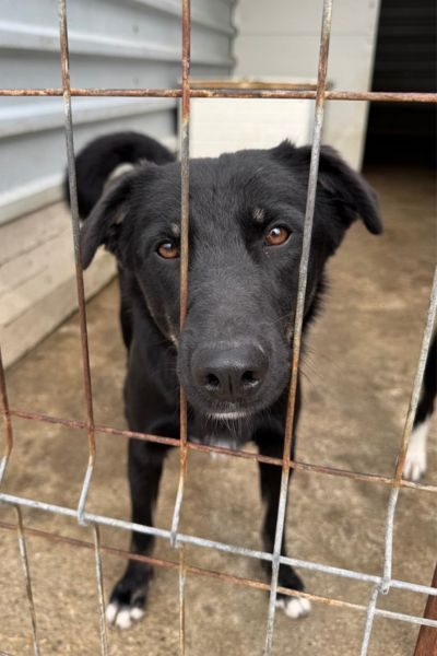 Schwarzer Hund Torte schaut in die Kamera.