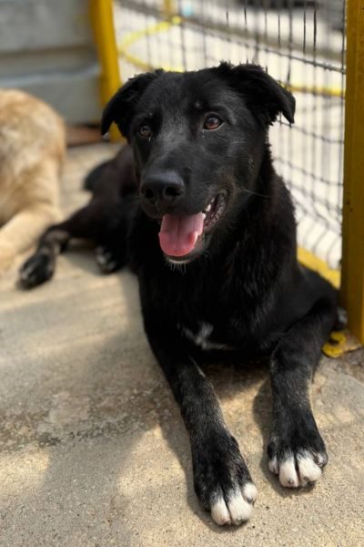 Schwarzer Hund Torte schaut in die Kamera.