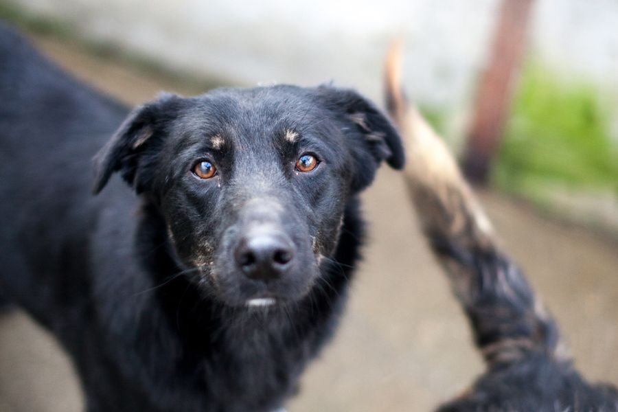 Schwarzer Hund Torte schaut in die Kamera.