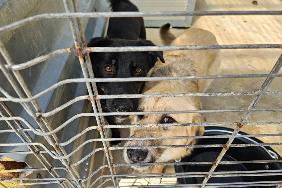 Schwarzer Hund Torte schaut in die Kamera.