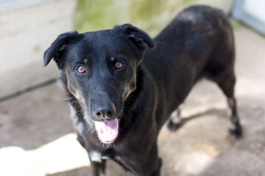 ruede-torte-sucht-zuhause-retten-hunderettung-europa