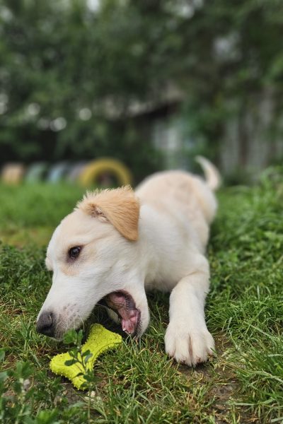 Welpe mit hellem Fell liegt auf dem Gras und kaut auf einem Spielzeug.