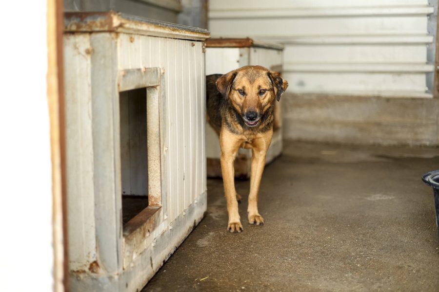 Maisie steht traurig im Shelter