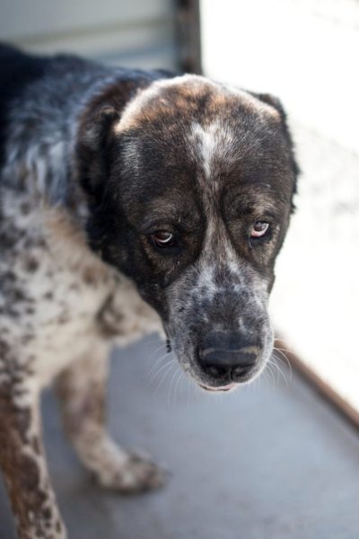 Großer Hund schaut mit traurigem Blick in die Kamera