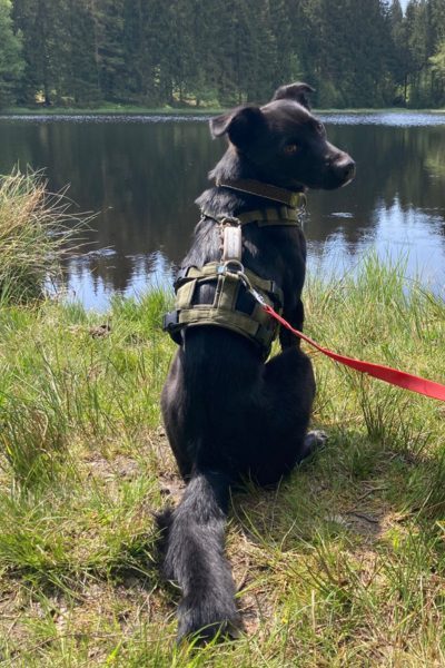 schlumpfine-hunderettung-europa