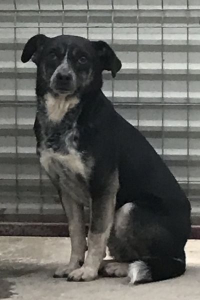 Der schwarze Rüde Cleo sitzt vor einer Wand und schaut nach vorne