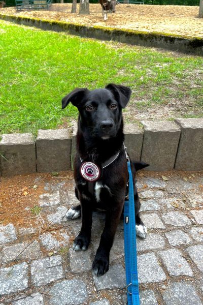 schumpfine1-hunderettung-europa