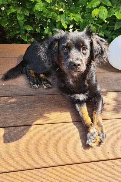 Schwarzer Hund liegt auf Holzdielen mit grüner Hecke im Hintergrund.
